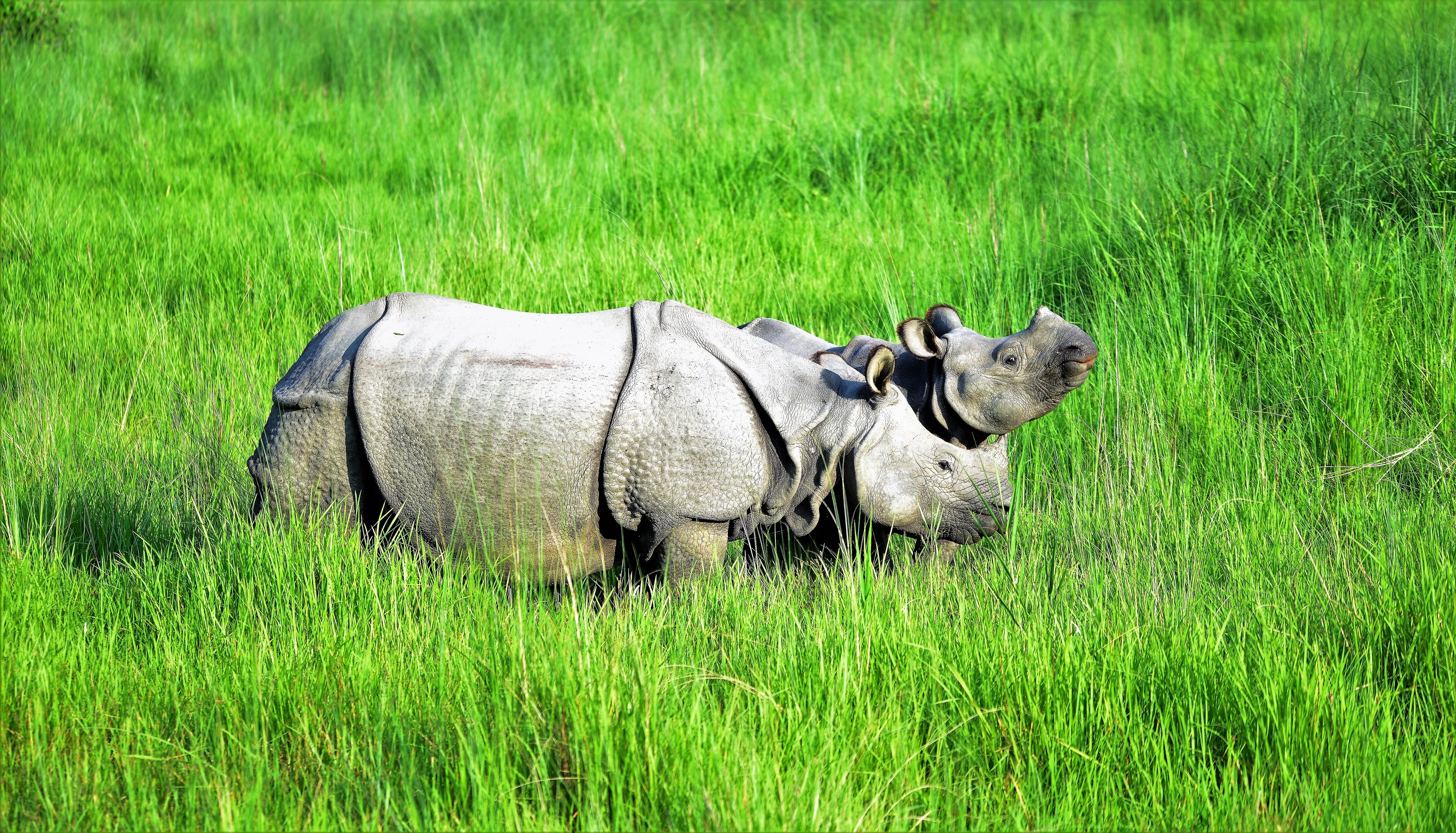 Rhino Mother & Child